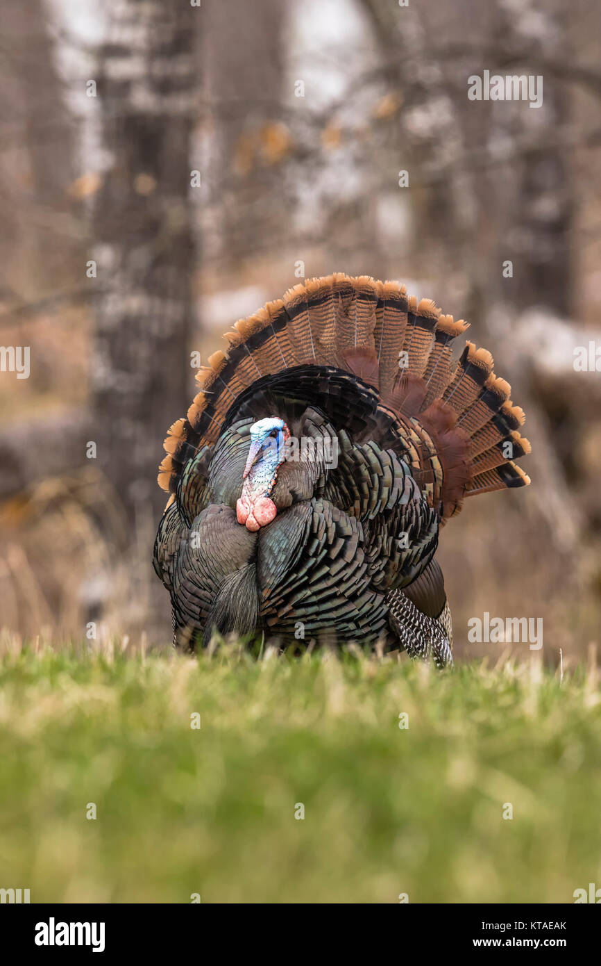 Osttürkei wild Stockfoto