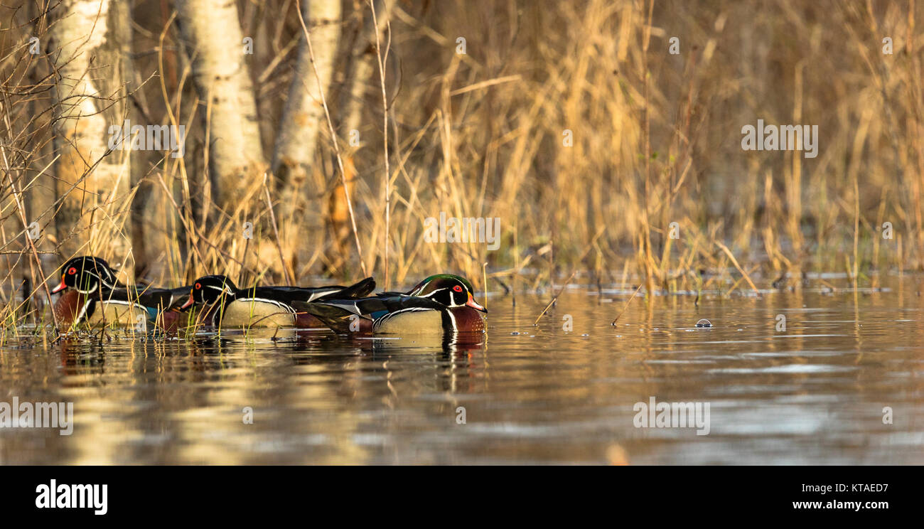 Drake Holz Enten im nördlichen Wisconsin Stockfoto