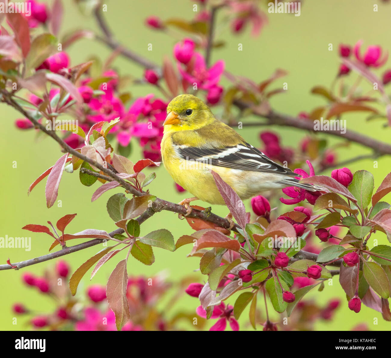 Weibliche American Goldfinch in einem blühenden crabapple Baum gehockt Stockfoto