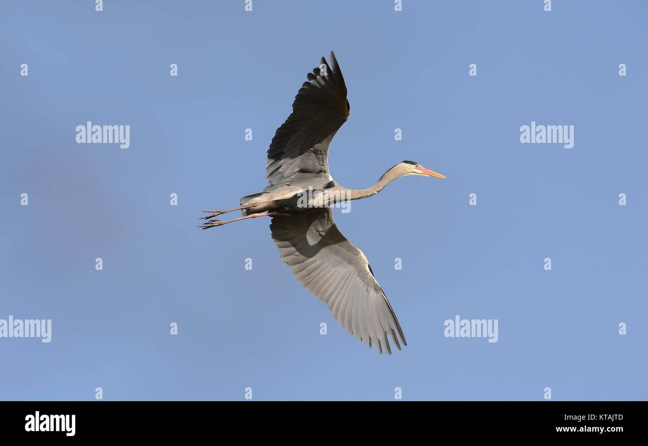 Großer blauer Reiher im Flug mit blauem Himmel im Hintergrund Stockfoto