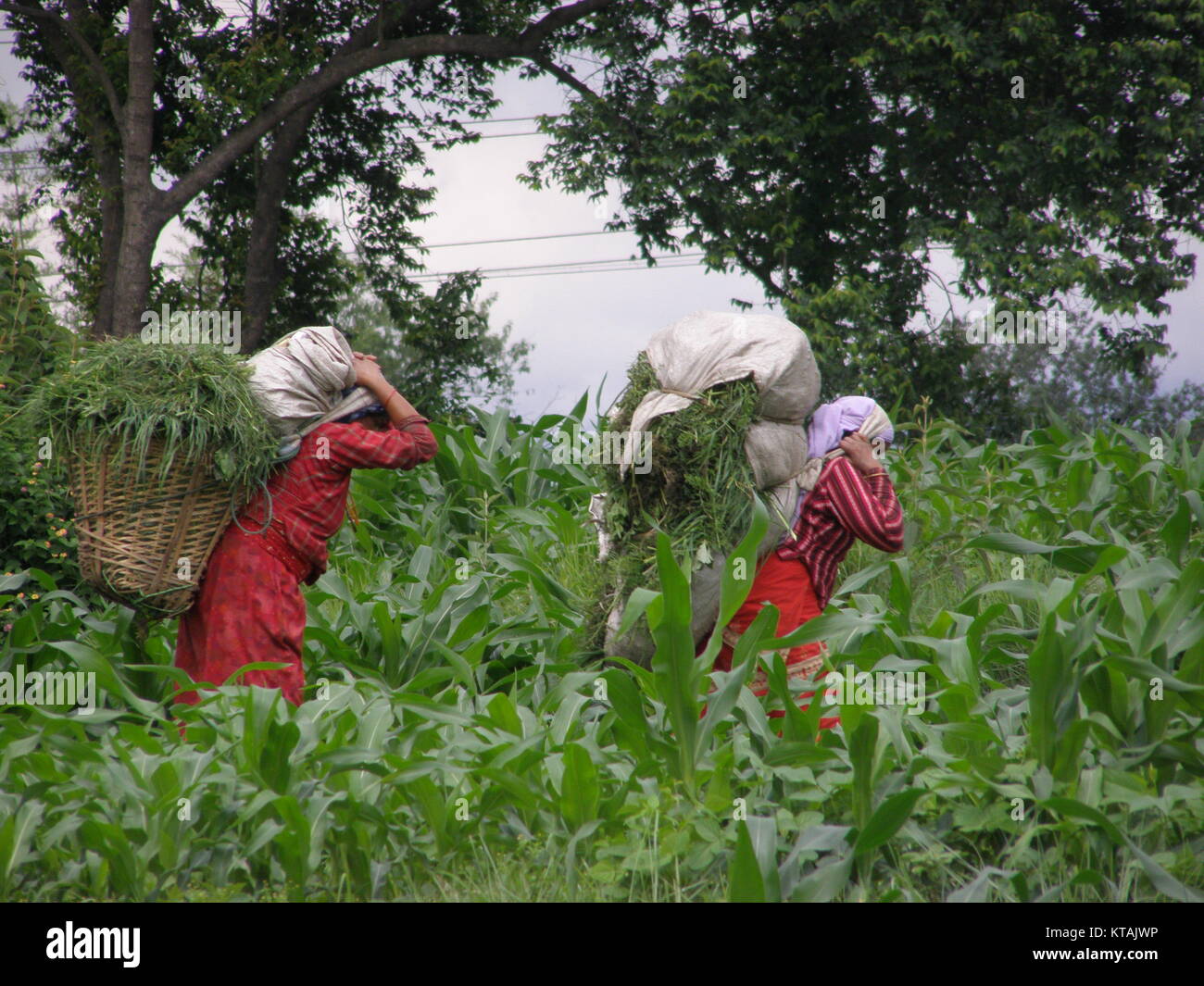 Frauen bei ihren täglichen Aktivitäten in Mulpani. Stockfoto