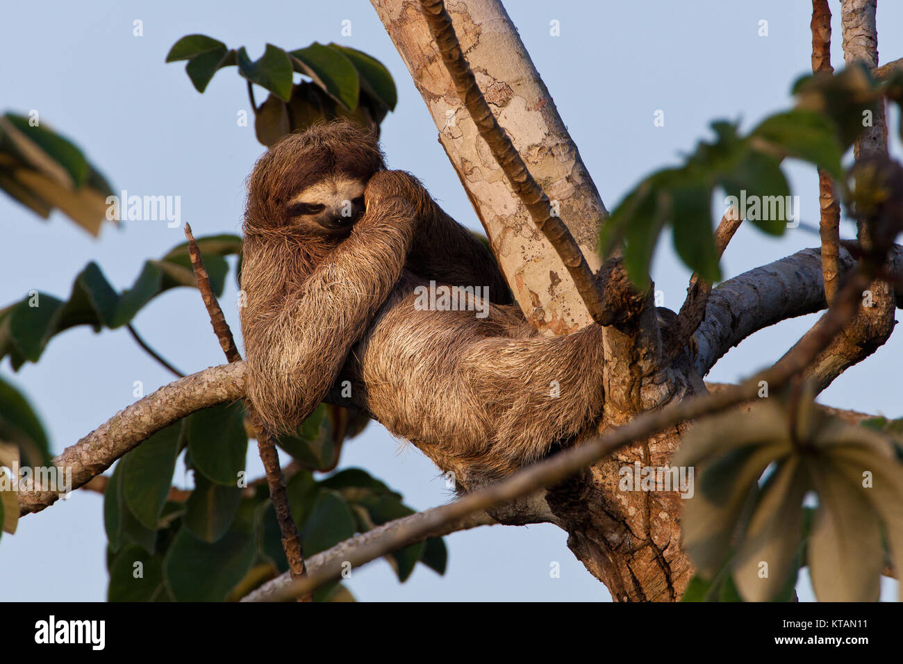 Drei-toed Sloth, Bradypus variegatus, in einem cecropia Baum neben Rio Chagres, Soberania Nationalpark, Republik Panama. Stockfoto