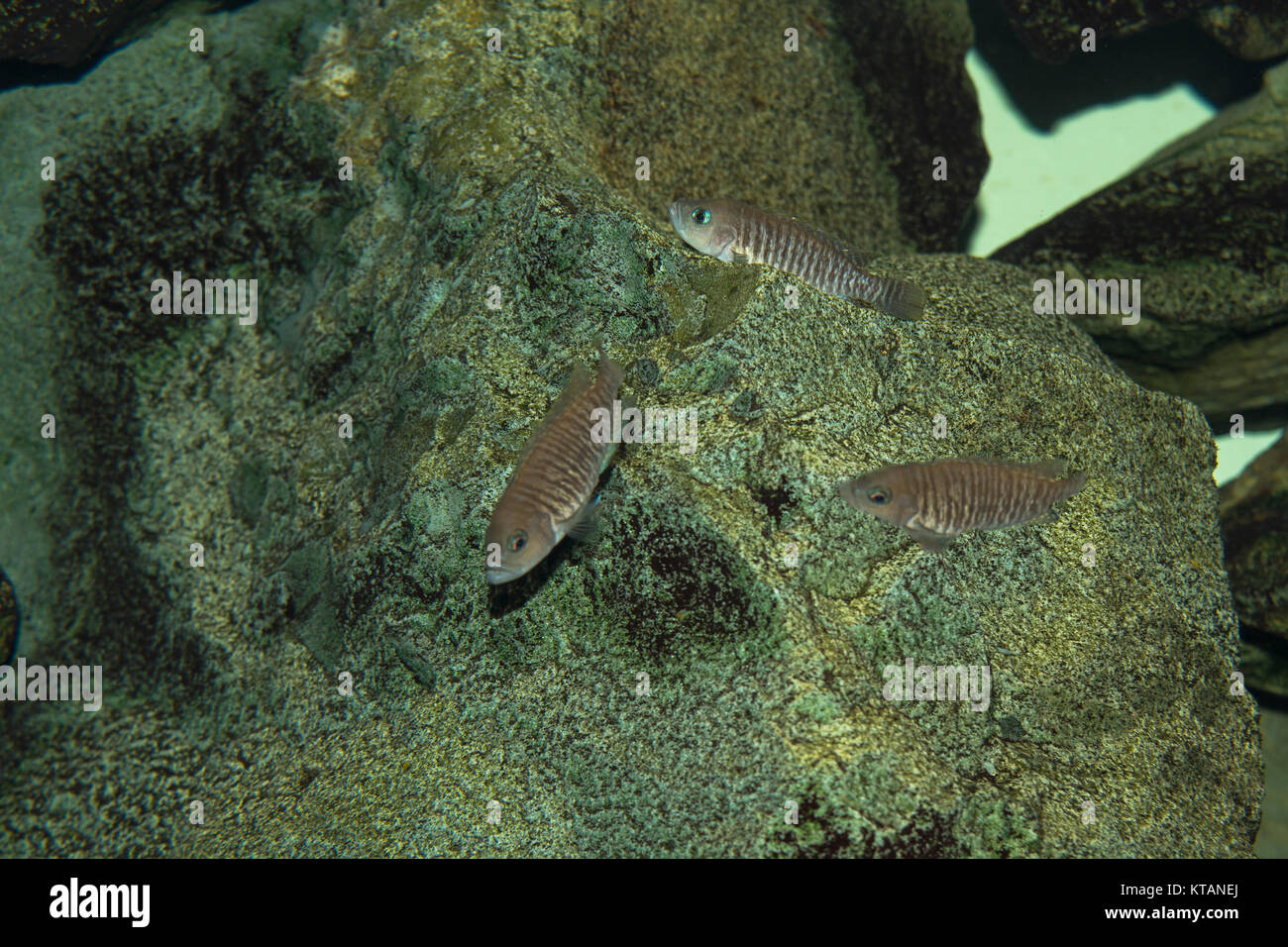 Unterwasseransicht, Fisch im Meer Stockfoto