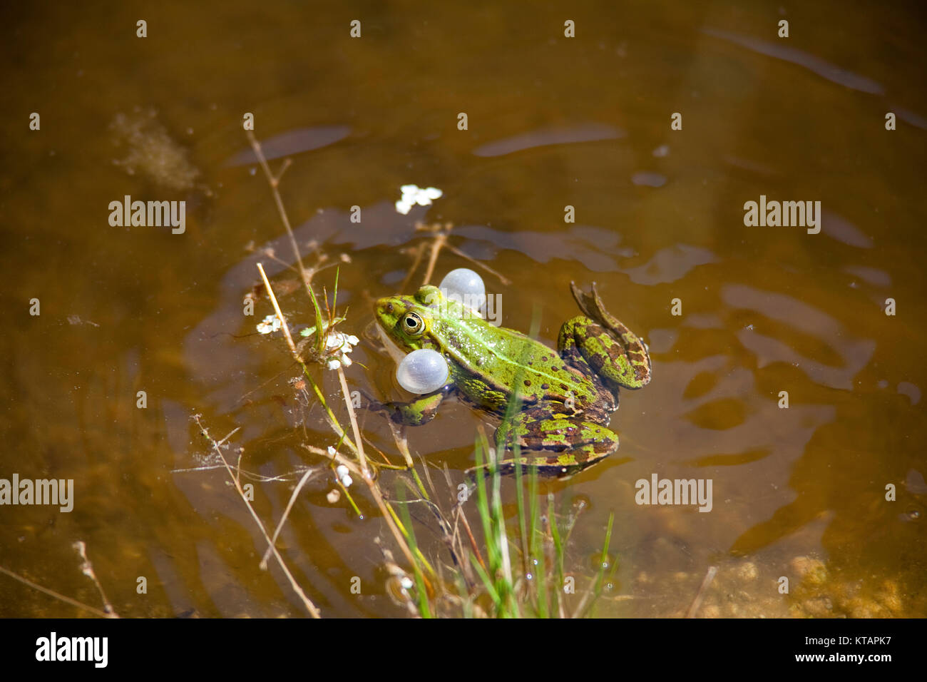 Teich Frosch Stockfotos und bilder Kaufen Alamy