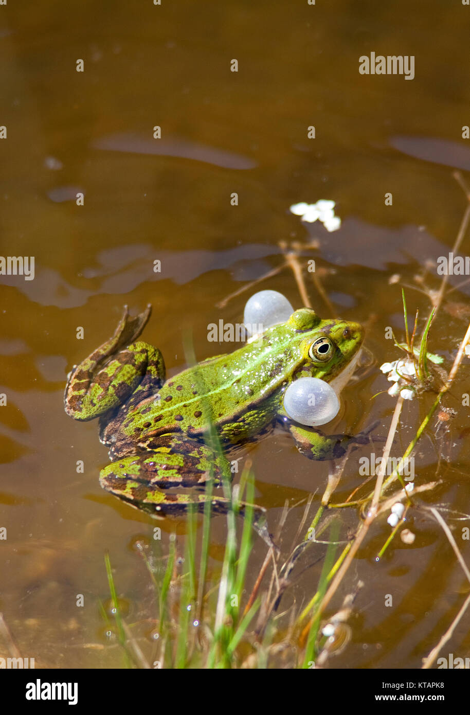 Wasserfrosch, gemeinsame Wasser Frosch (Rana kl. esculenta), auch genannt grünen Frosch, in einem Teich in Middelhagen, mönchgut, Insel Rügen, Ostsee, Deutschland Stockfoto