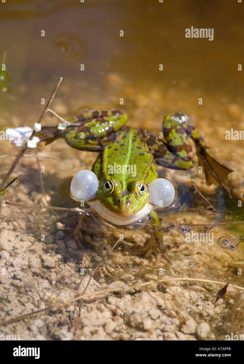 Wasserfrosch, gemeinsame Wasser Frosch (Rana kl. esculenta), auch genannt grünen Frosch, in einem Teich in Middelhagen, mönchgut, Insel Rügen, Ostsee, Deutschland Stockfoto