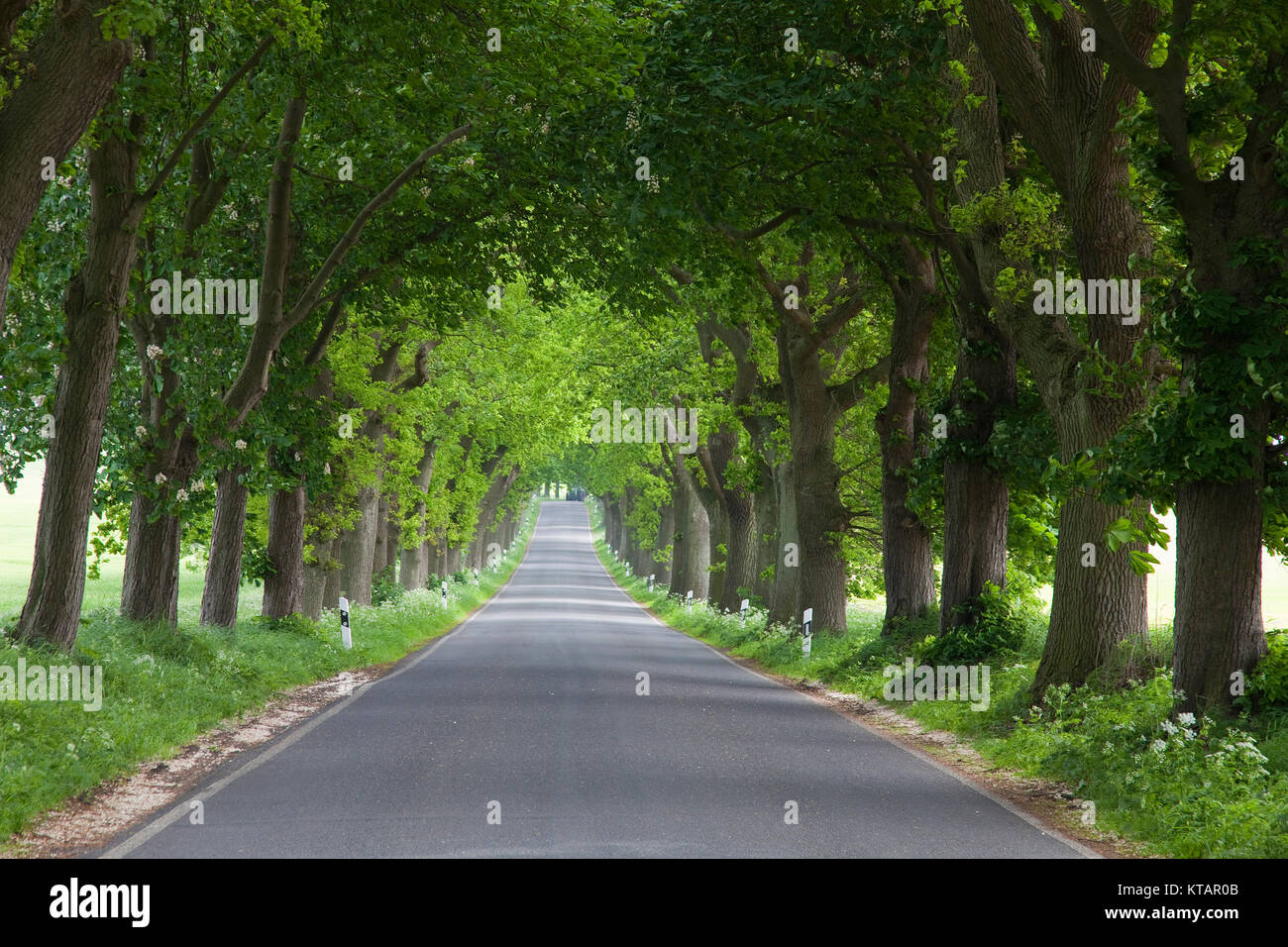 Grove, von Bäumen gesäumten Straße in Putbus, Insel Rügen, Mecklenburg-Vorpommern, Ostsee, Deutschland, Europa Stockfoto