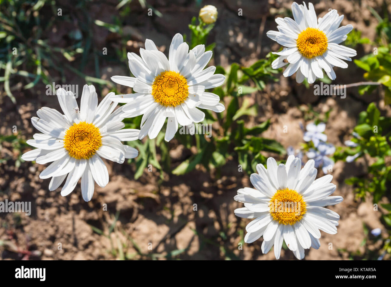 Leucanthemum vulgare Blumen in Sizilien Stockfoto