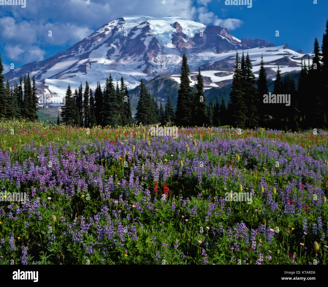 Morgen Wolken schweben über höchste Washington's Peak, Mt Rainier mit Sommer Anzeige der Wildblumen entlang Mazama Ridge in Mt Rainier National Park. Stockfoto