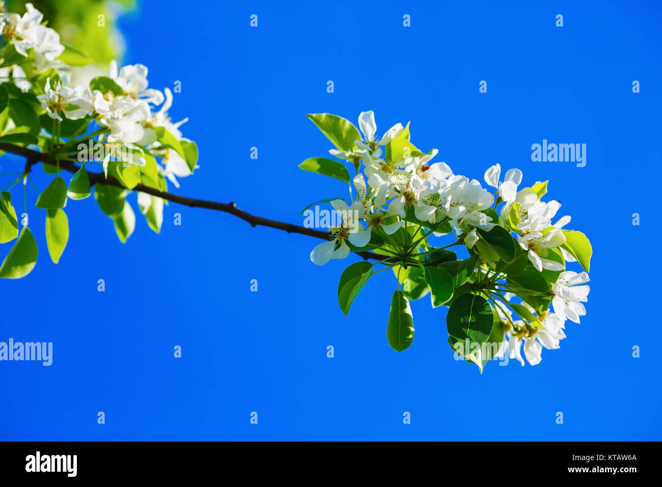Blühender Zweig der Baumstruktur Stockfoto