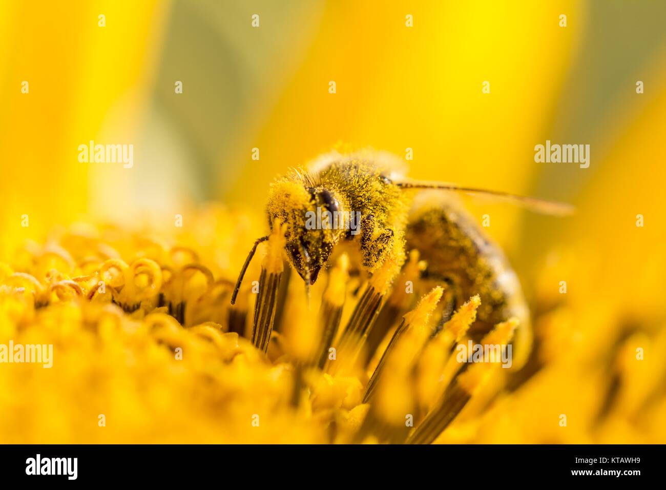 Honigbiene bestäubt mit Pollen, die in der Blume abgedeckt Stockfoto