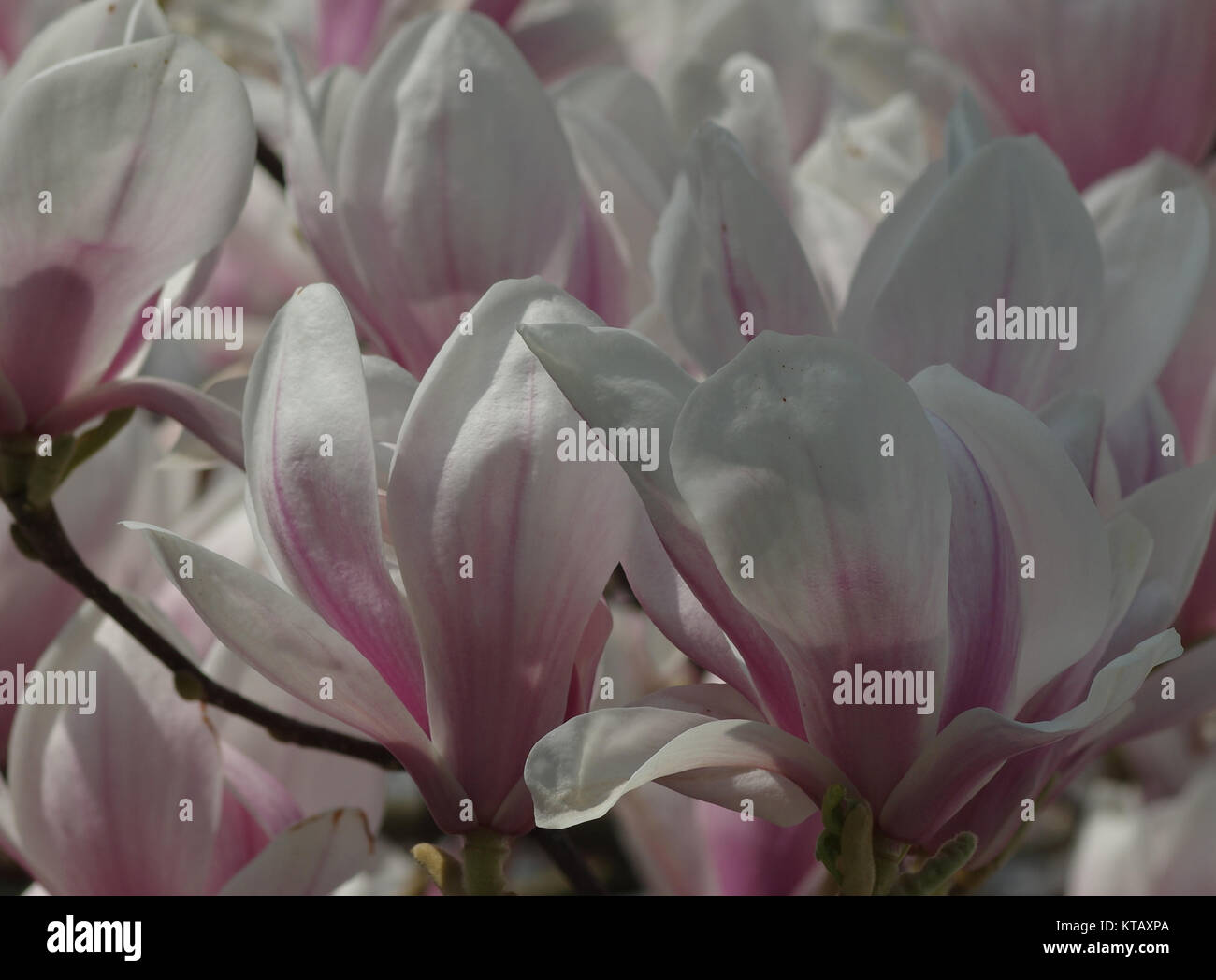 Blühende Magnolie Stockfoto