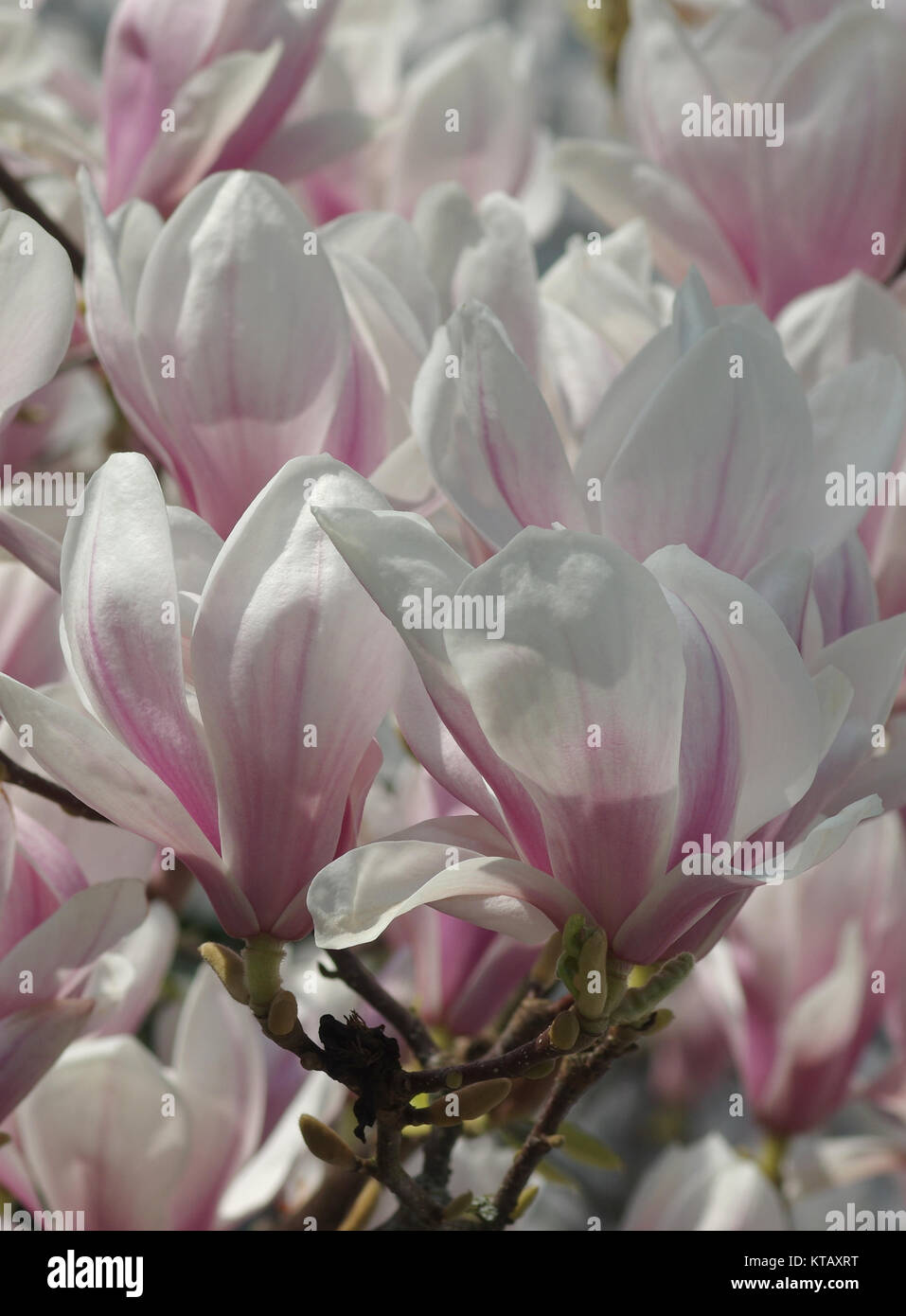 Blühende Magnolienbaum Stockfoto