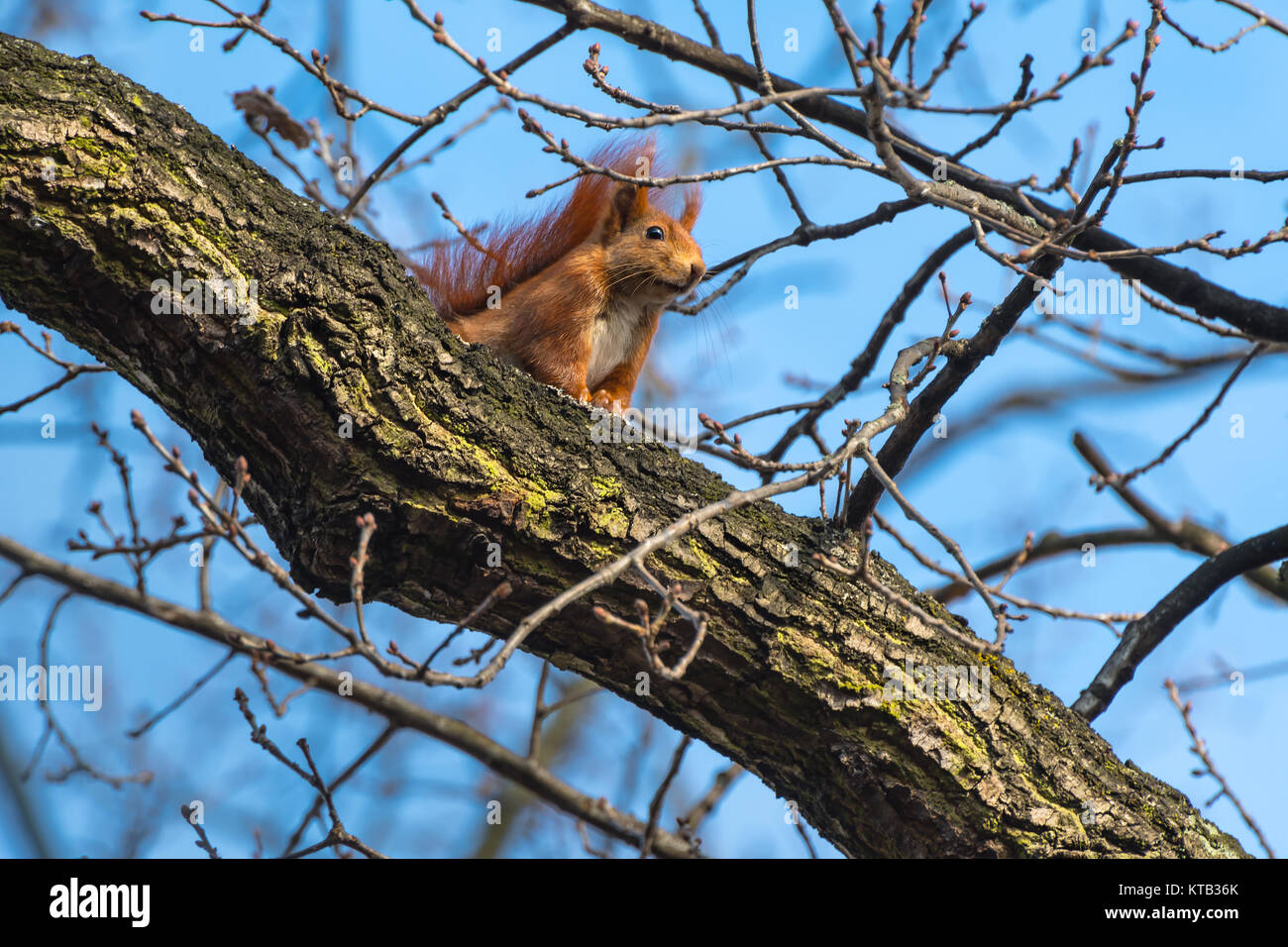 Bunte Eichhörnchen schaut in Richtung Frühling Frühling Sonnenschein sciurus vulgaris Quercus Lebensraum Natur Stockfoto