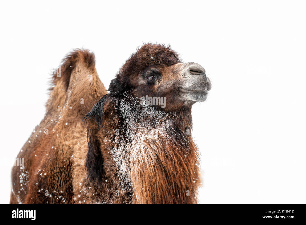 Kamel ist ein wunderschönes, großes Porträt in den Schnee im Winter. Auf einem weißen Hintergrund isoliert. Die horizontalen Rahmen. Stockfoto