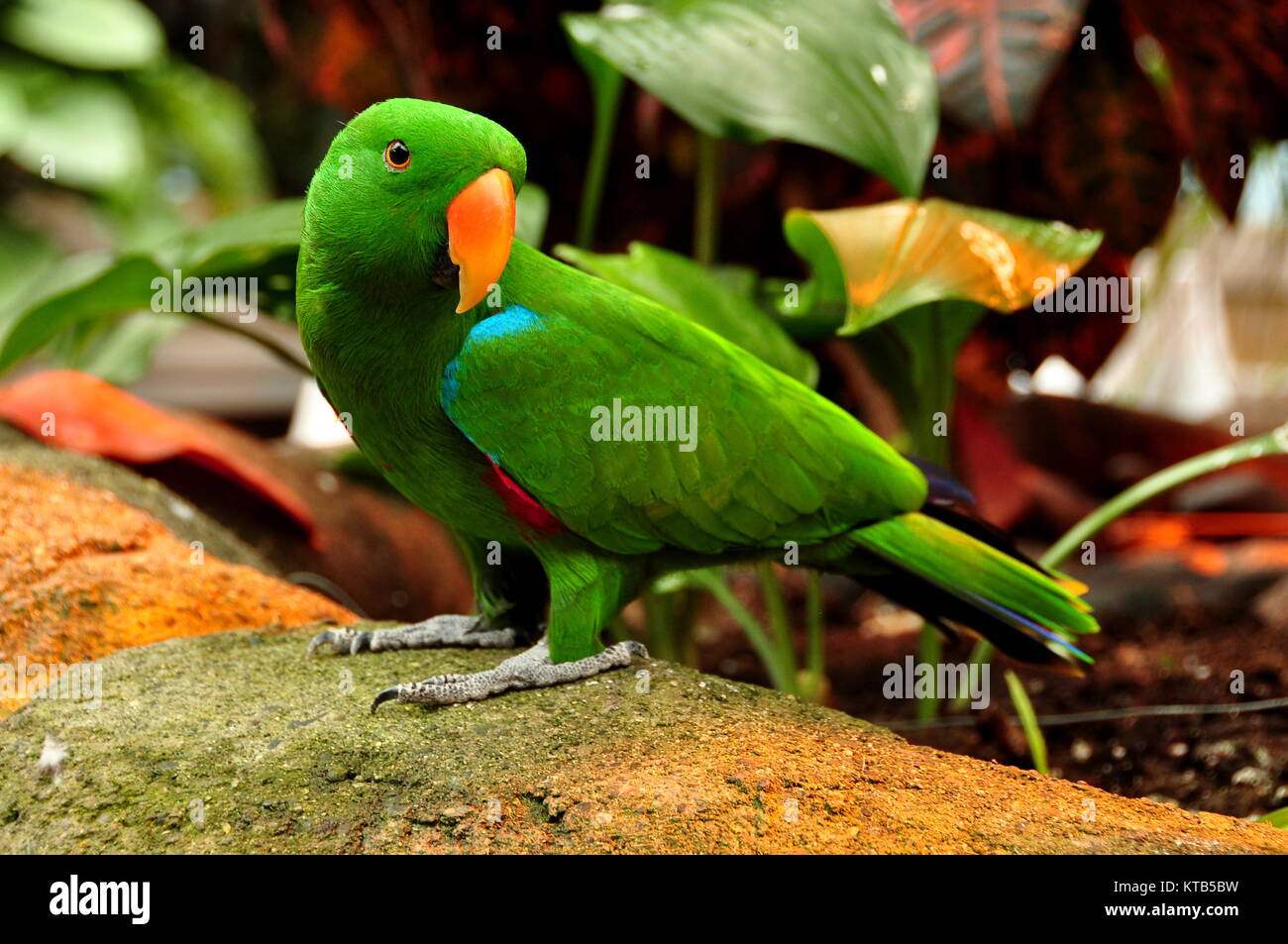 Eine eclectus Parrot genannt Lil E stellt für sein Porträt in den Gärten. Stockfoto