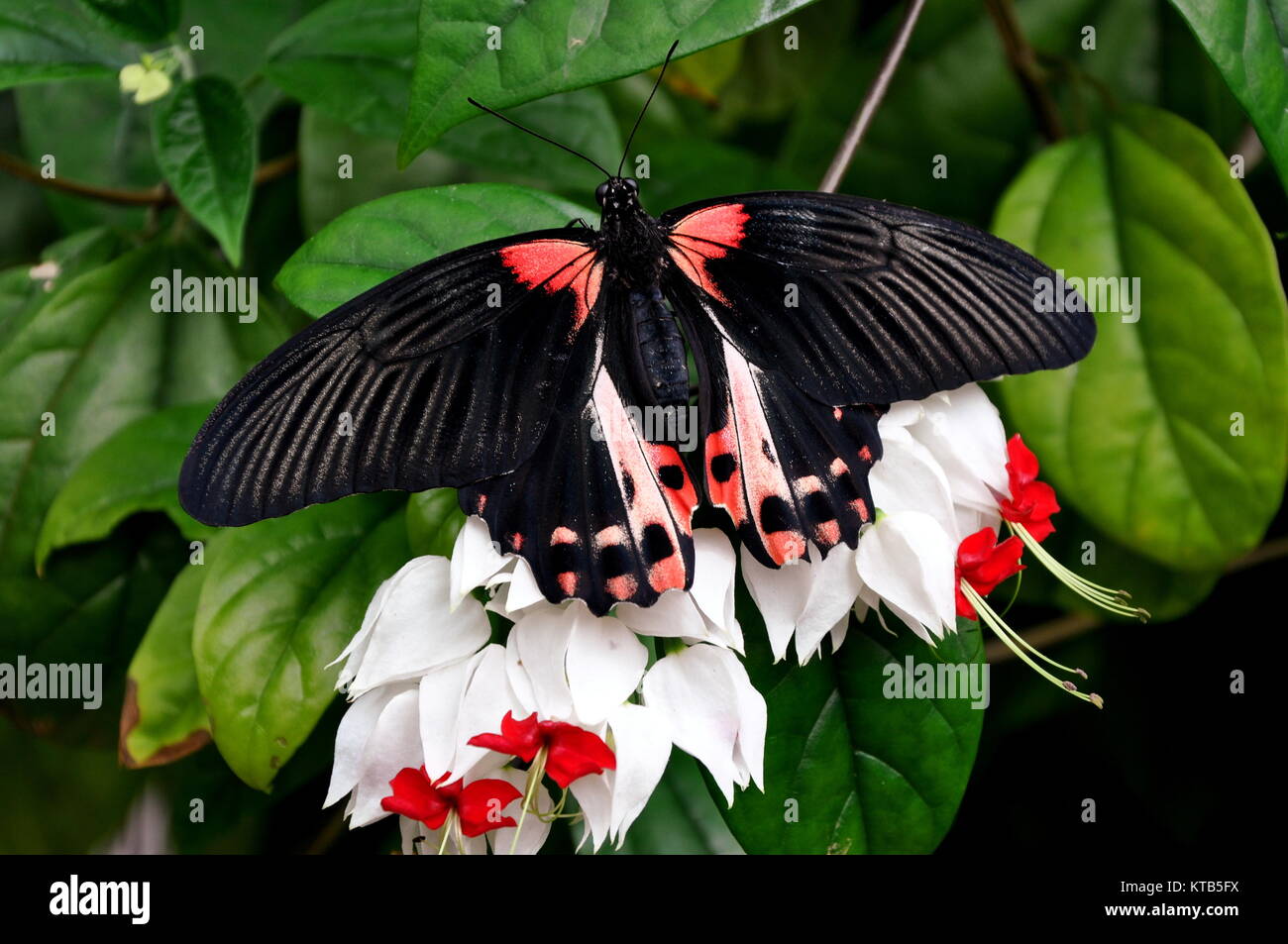 Eine hübsche scarlet Mormone Schmetterling landet auf einer Blume im Garten. Stockfoto