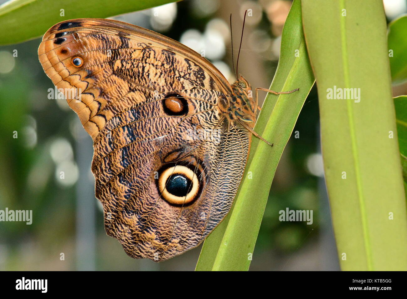Eine hübsche owl Butterfly klammert sich an einer Anlage Bedienhebel in die Gärten. Stockfoto