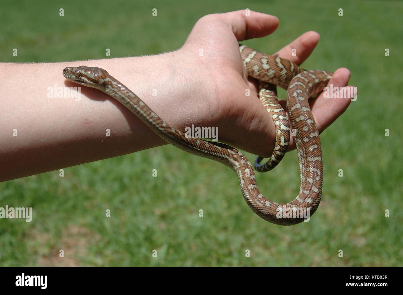 Australische zentrale teppichpython Morelia bredli, an Hand der Person Stockfoto