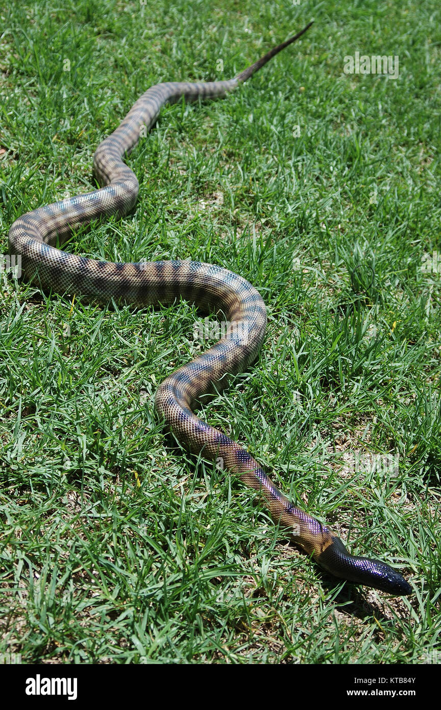 Australische schwarz vorangegangen Python, Aspidites melanocephalus, im Gras Stockfoto