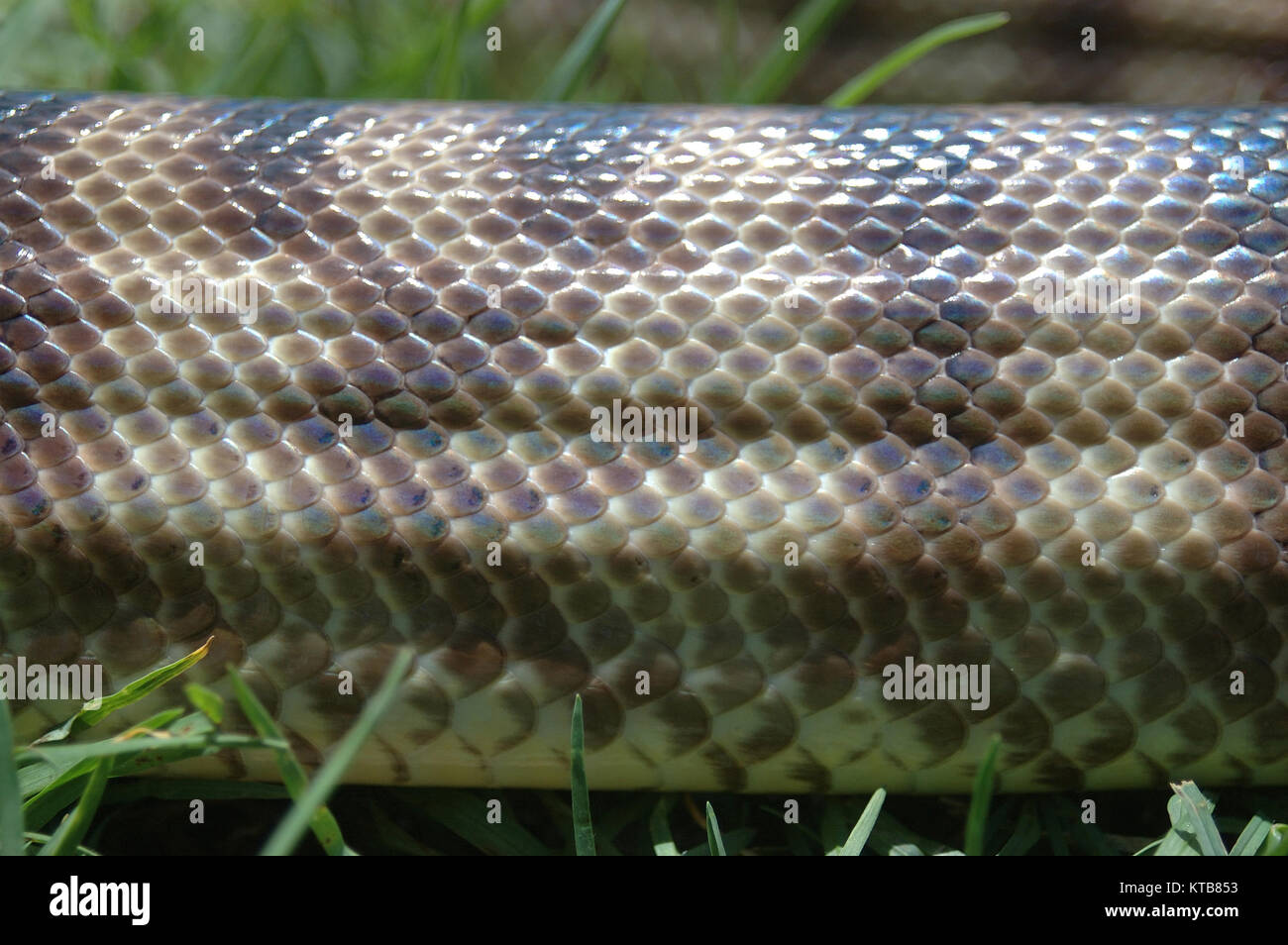 Detail der Haut auf einer australischen Schwarz vorangegangen python Aspidites melanocephalus, Stockfoto