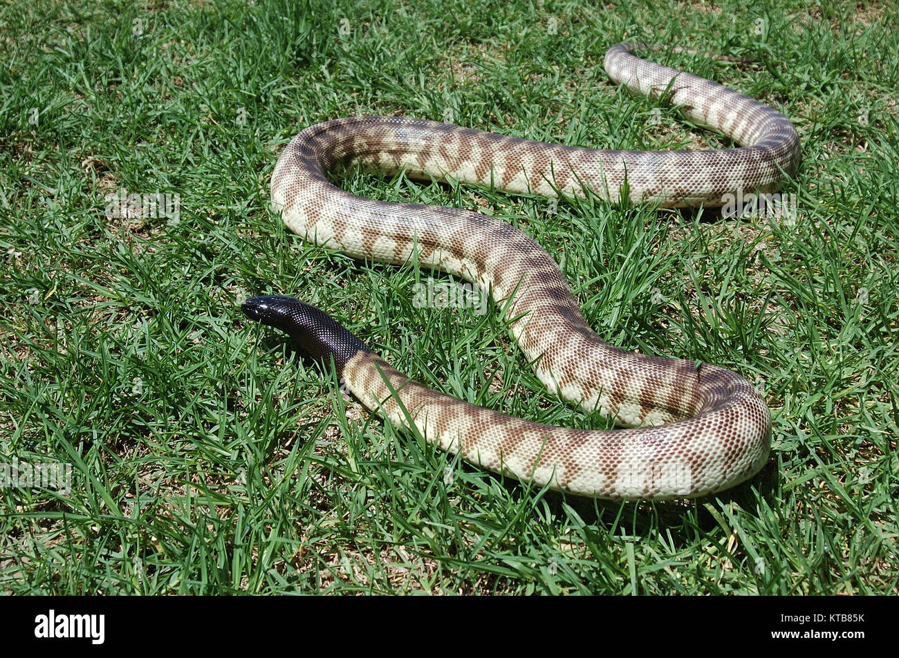 Australische schwarz vorangegangen python Aspidites melanocephalus, Stockfoto