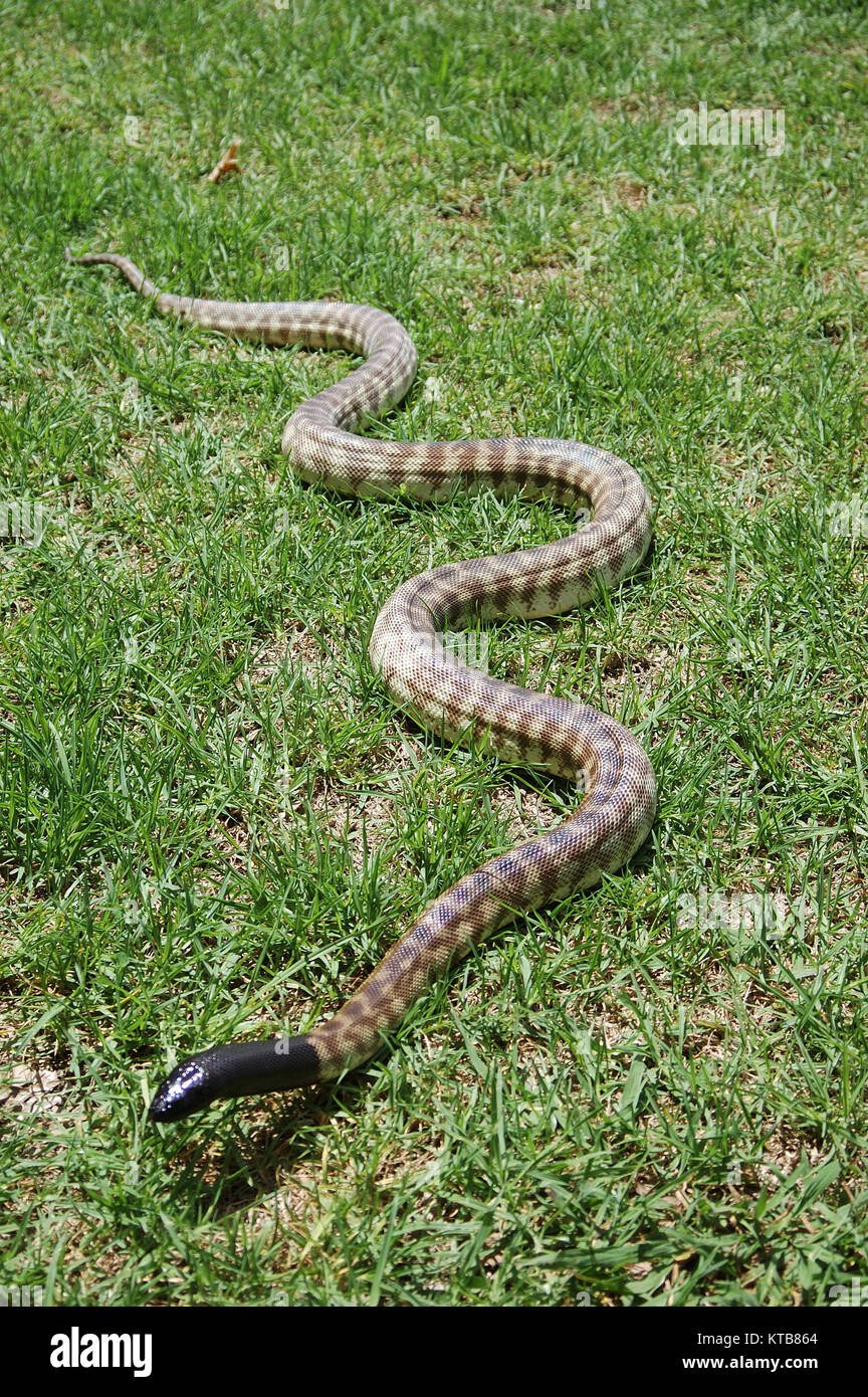 Australische schwarz vorangegangen Python, Aspidites melanocephalus, im Gras Stockfoto