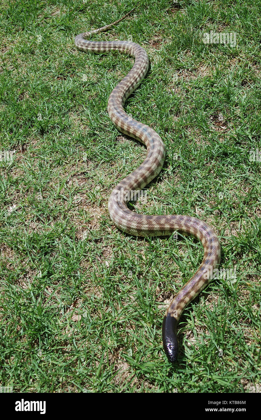 Australische schwarz vorangegangen Python, Aspidites melanocephalus, im Gras Stockfoto