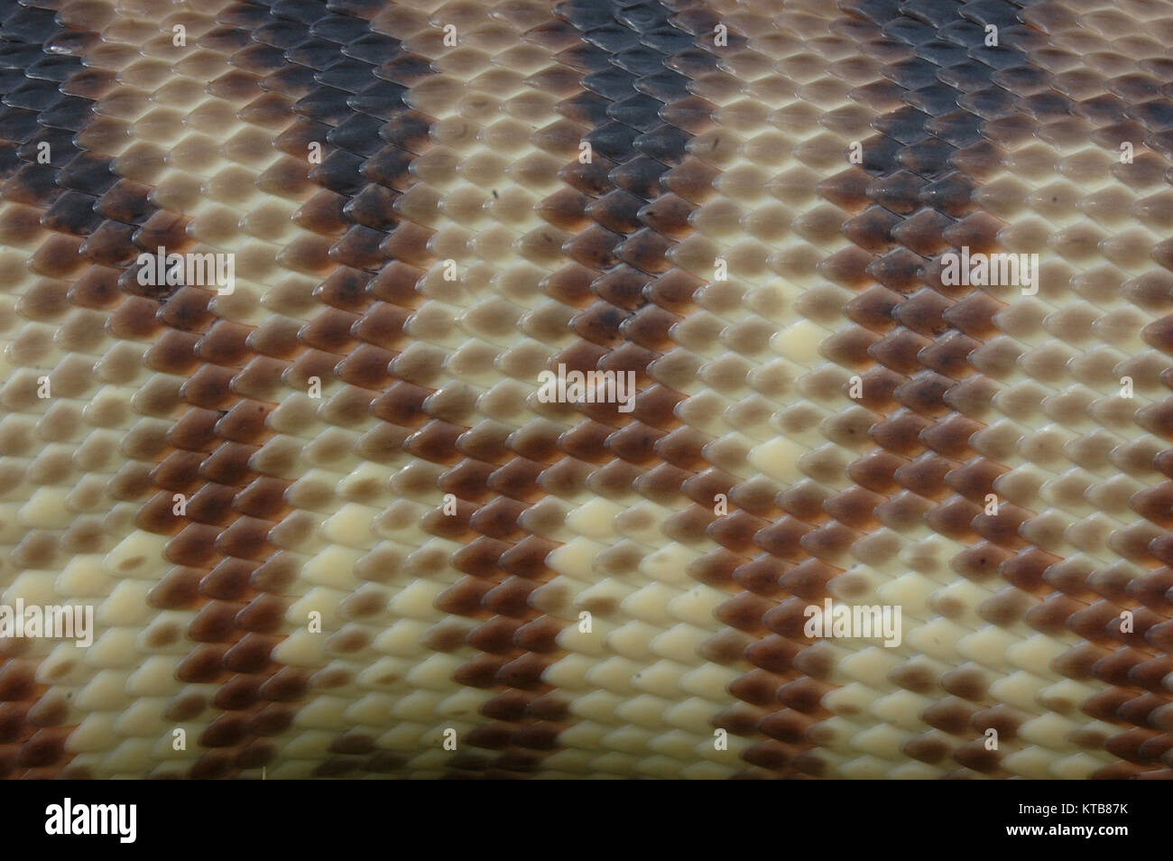 Detail der Haut auf einer australischen Schwarz vorangegangen python Aspidites melanocephalus, Stockfoto