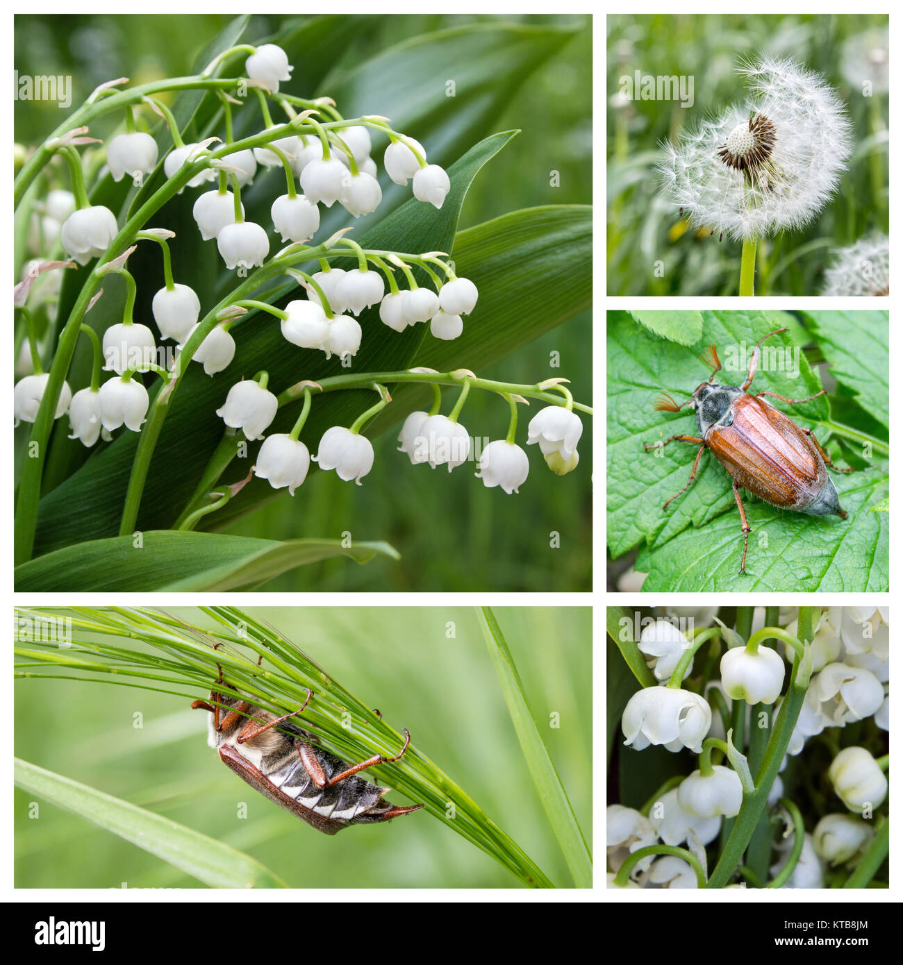 Collage mit Maiglöckchen und Käfer können Stockfoto