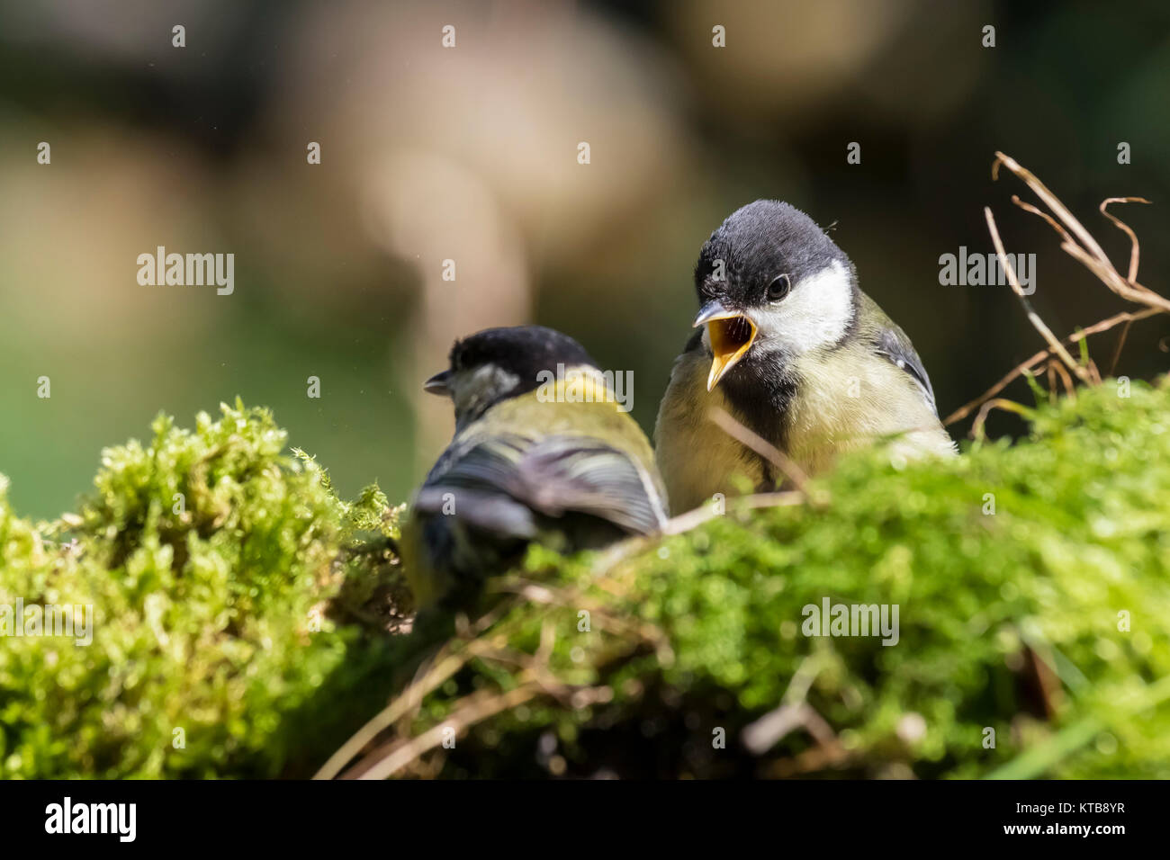 junge Kohl Stockfoto