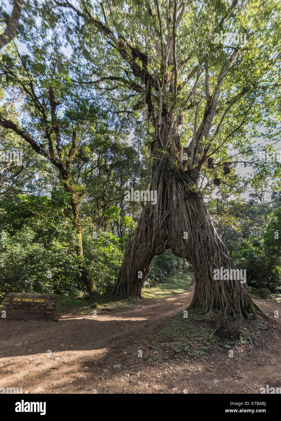 Fig Tree Arch 2, Arusha Nationalpark, Tansania Stockfoto