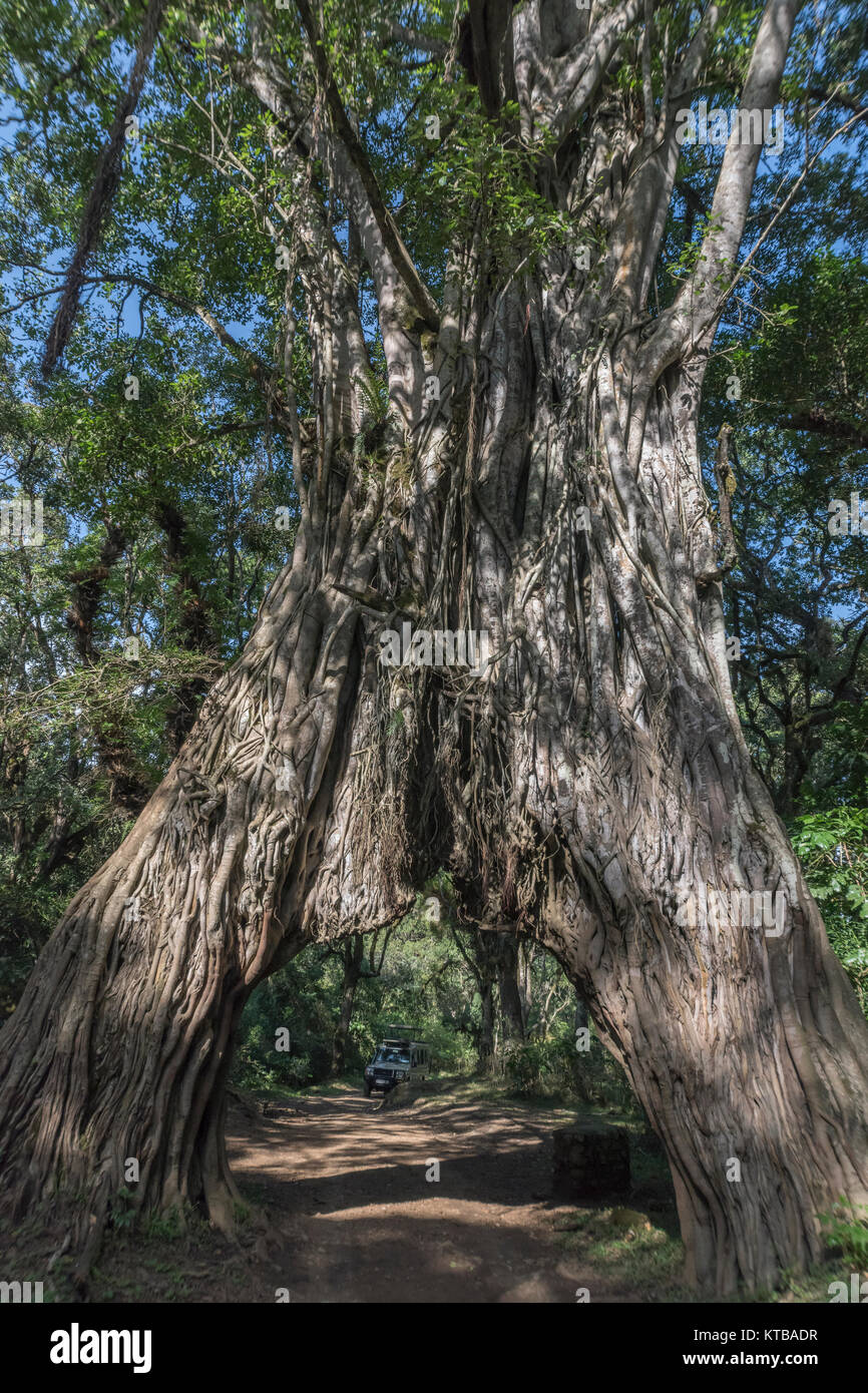 Fig Tree Arch 1, Arusha Nationalpark, Tansania Stockfoto