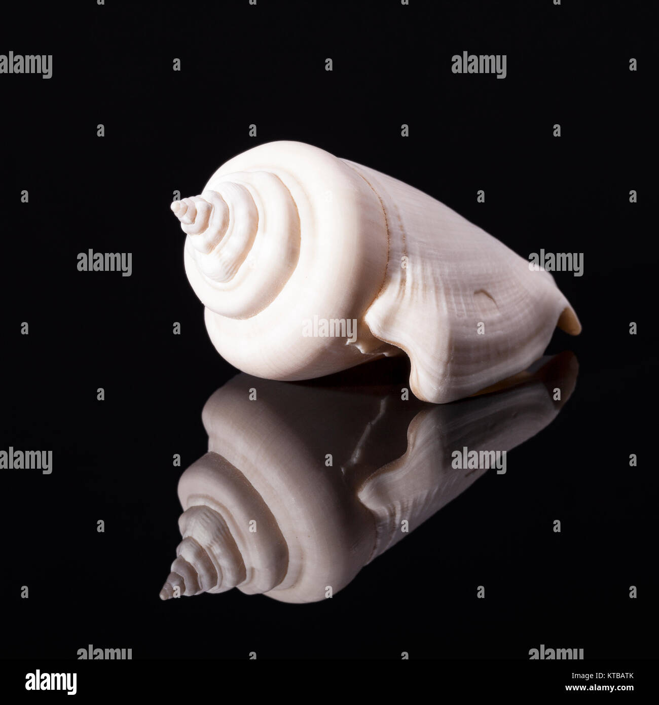 Sea Shell von Meeresschnecken auf schwarzem Hintergrund Stockfoto