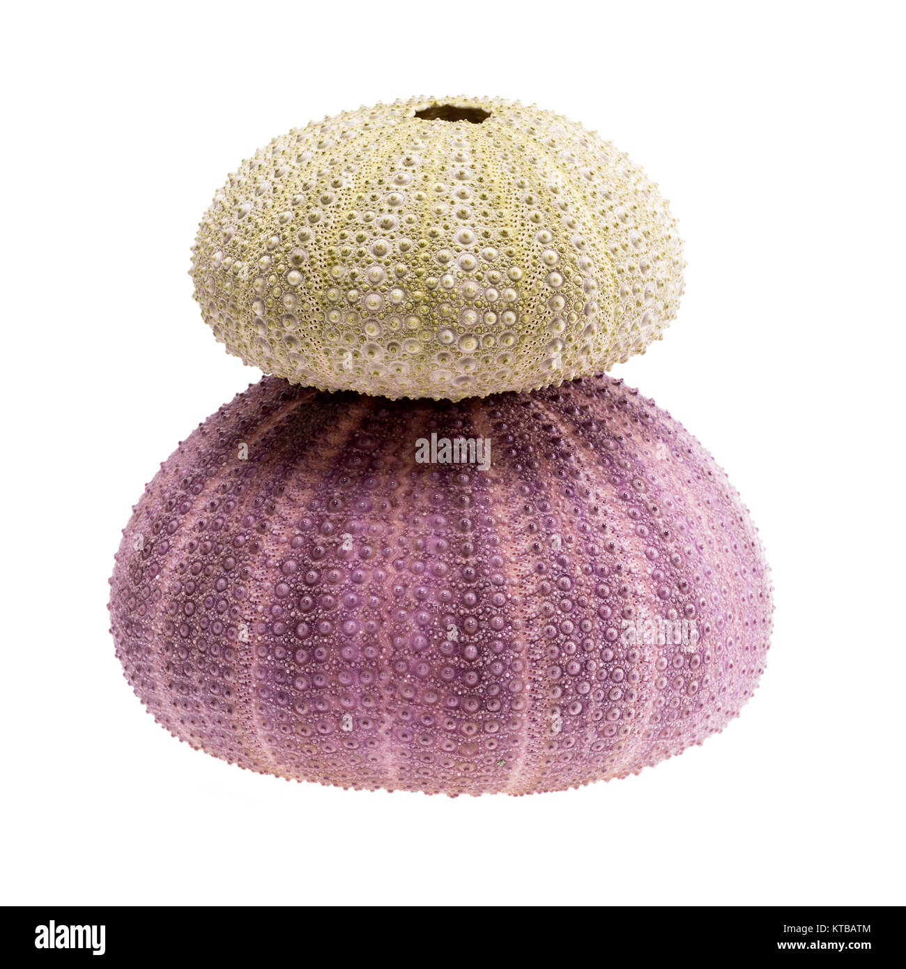 Muscheln von Violett und Grün Seeigel (Echinoidea) auf weißem Hintergrund. Stockfoto