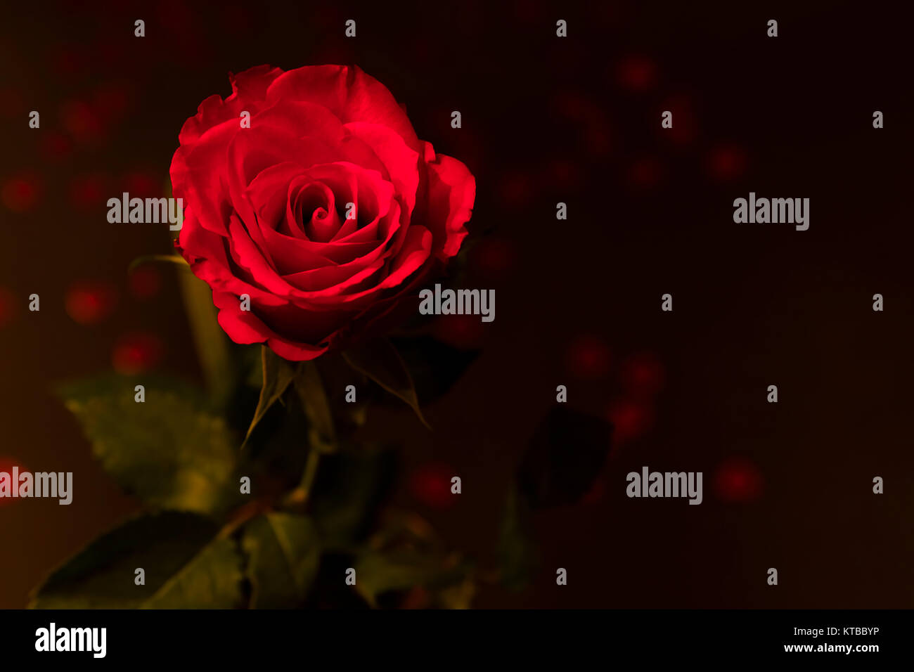 Rote Rosenblüte Stockfoto