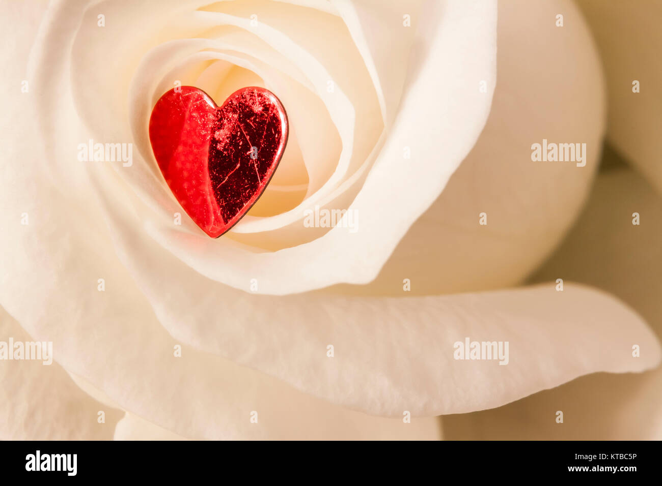 Weiße Rose mit Herz Stockfoto