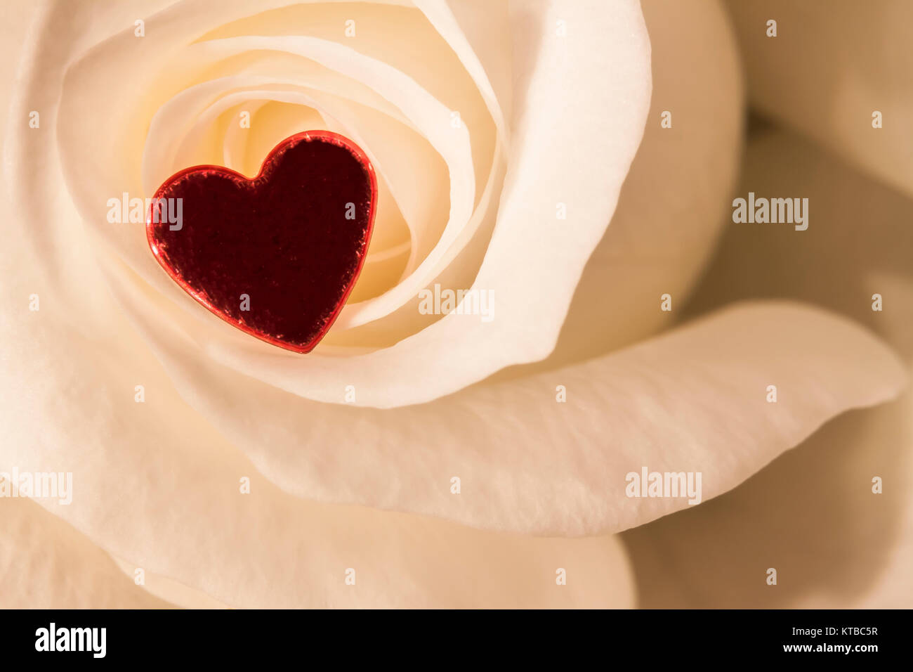 Weiße Rose mit Herz Stockfoto