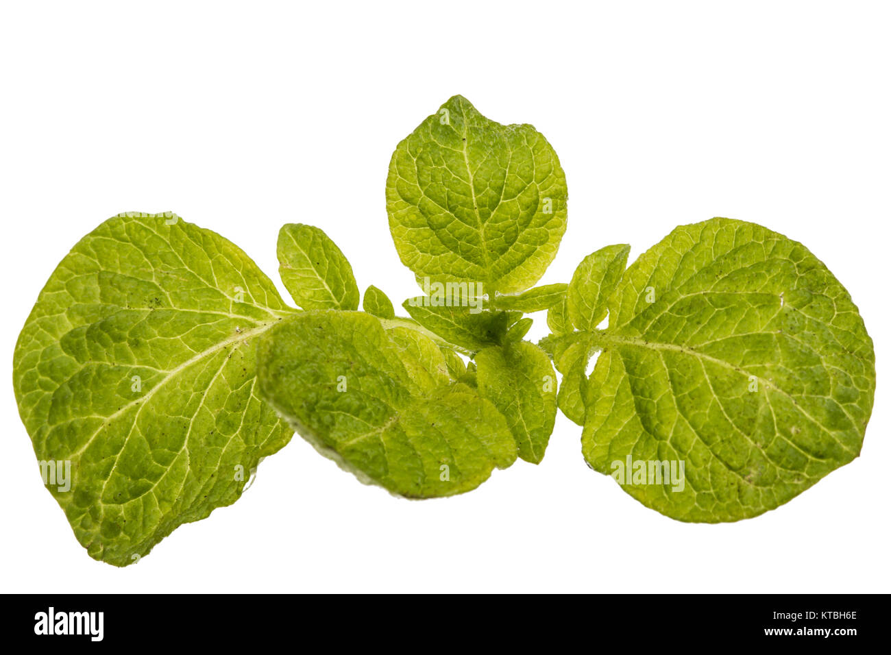 Blätter von Kartoffel, auf weißem Hintergrund Stockfoto