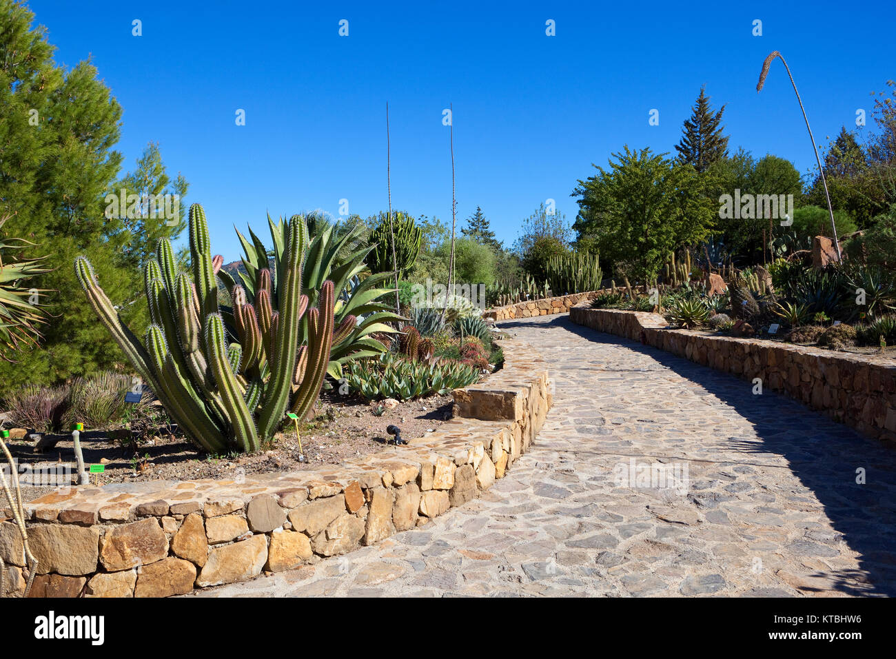 Stein Wege und Wände durch die Kakteen und sukkulenten Pflanzen Sammlung der botanischen Gärten in casarabanela andalusien Südspanien Stockfoto