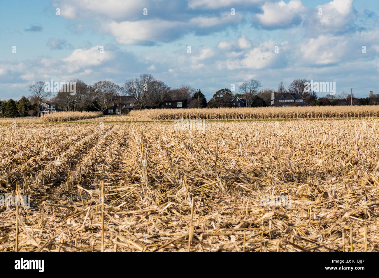 Mais Feld in East Hampton, New York Stockfoto