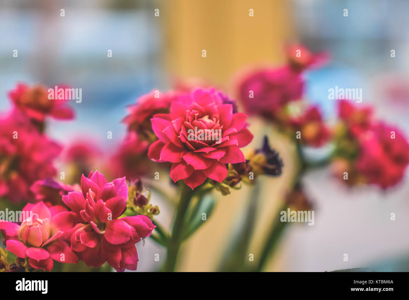 Eingemachte Blumen auf der Fensterbank. Stockfoto