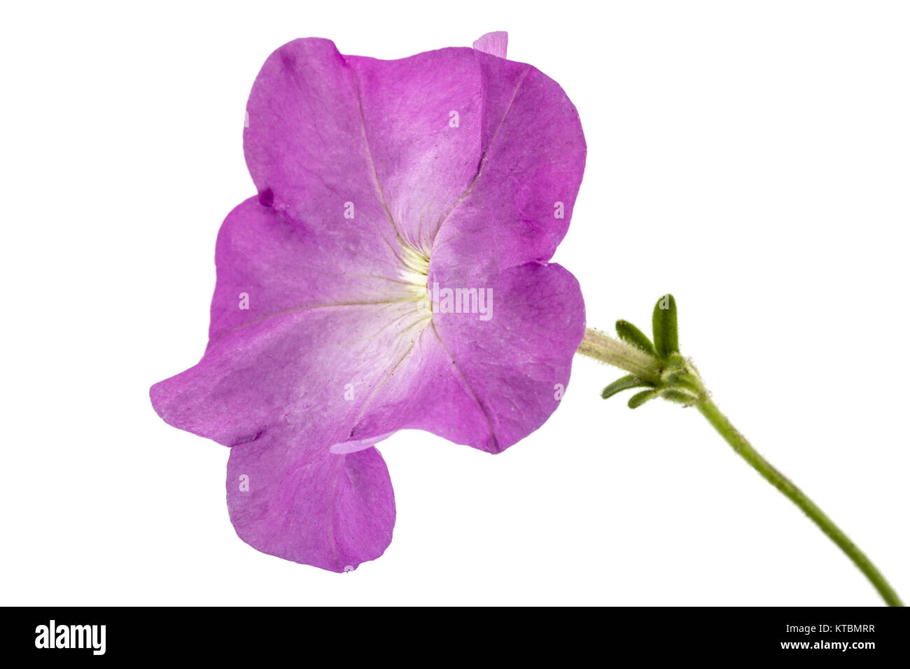 Purple petunia Blume, auf weißem Hintergrund Stockfoto