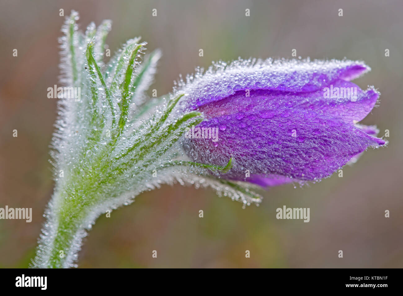 Ordentliche Küche Schelle im Morgentau Stockfoto