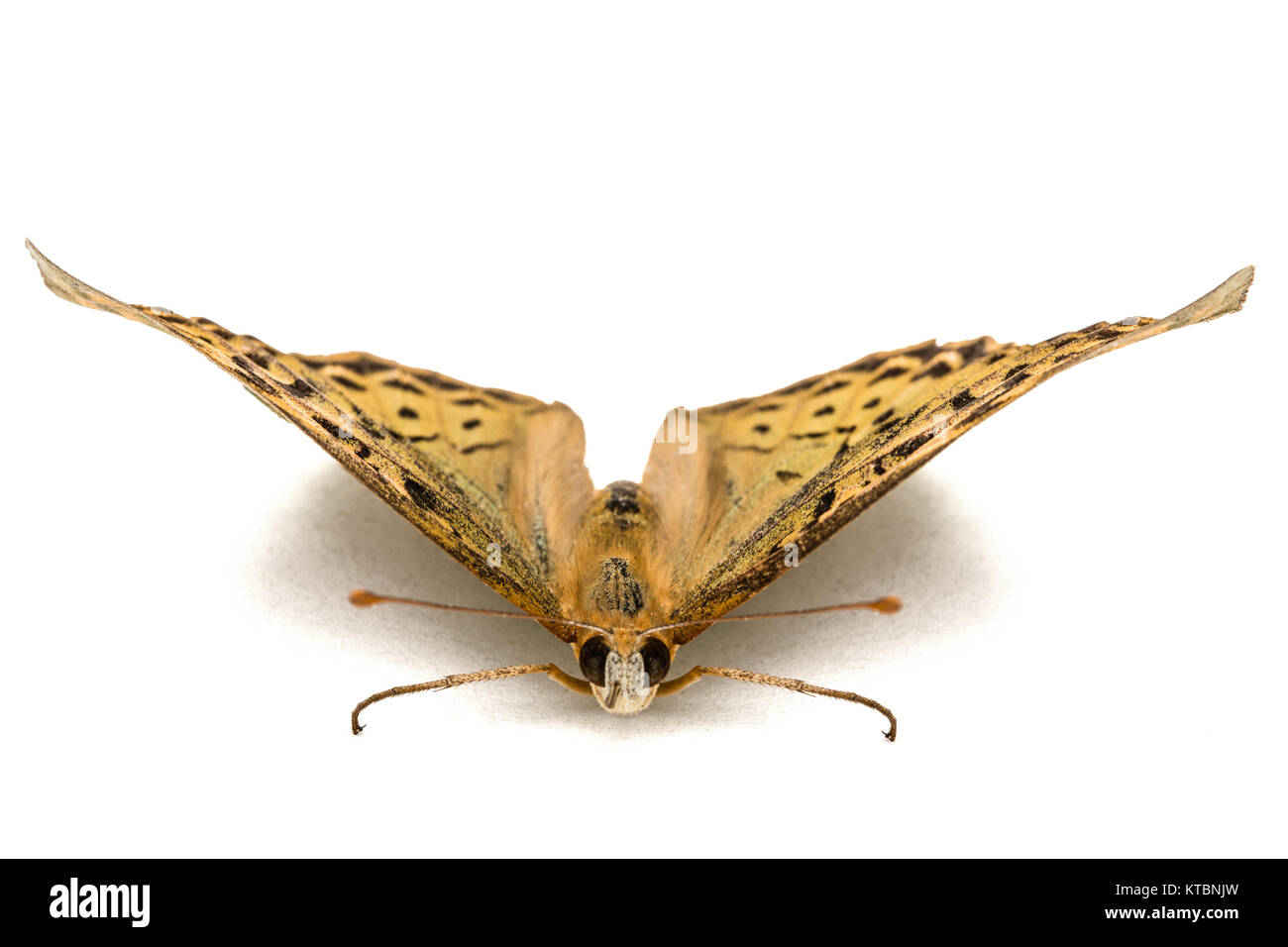 Schmetterling Silver-Washed fritillary, lat. Ceriagrion tenellum, auf weißem Hintergrund Stockfoto