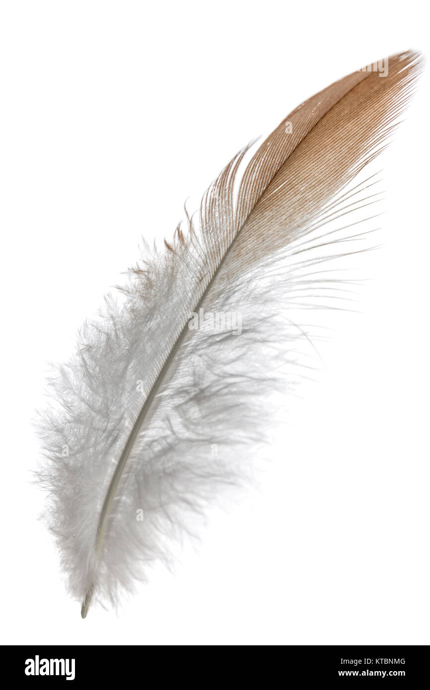 Feder Vogel, auf weißem Hintergrund Stockfoto