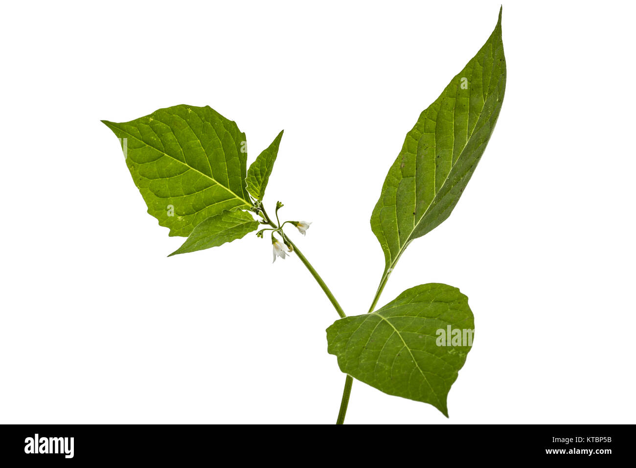 Blumen und Blätter von Schwarzer Nachtschatten, lat. Solanum nígrum, giftige Pflanze, auf weißem Hintergrund Stockfoto