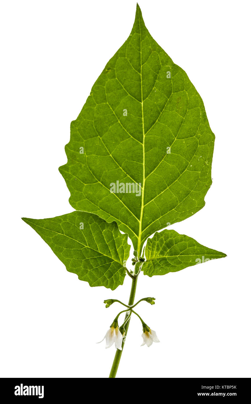 Blumen und Blätter von Schwarzer Nachtschatten, lat. Solanum nígrum, giftige Pflanze, auf weißem Hintergrund Stockfoto