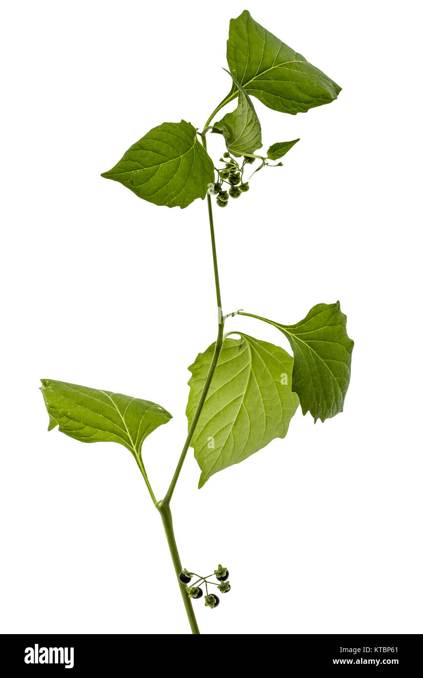 Blätter und Berrys von Schwarzer Nachtschatten, lat. Solanum nígrum, giftige Pflanze, auf weißem Hintergrund Stockfoto