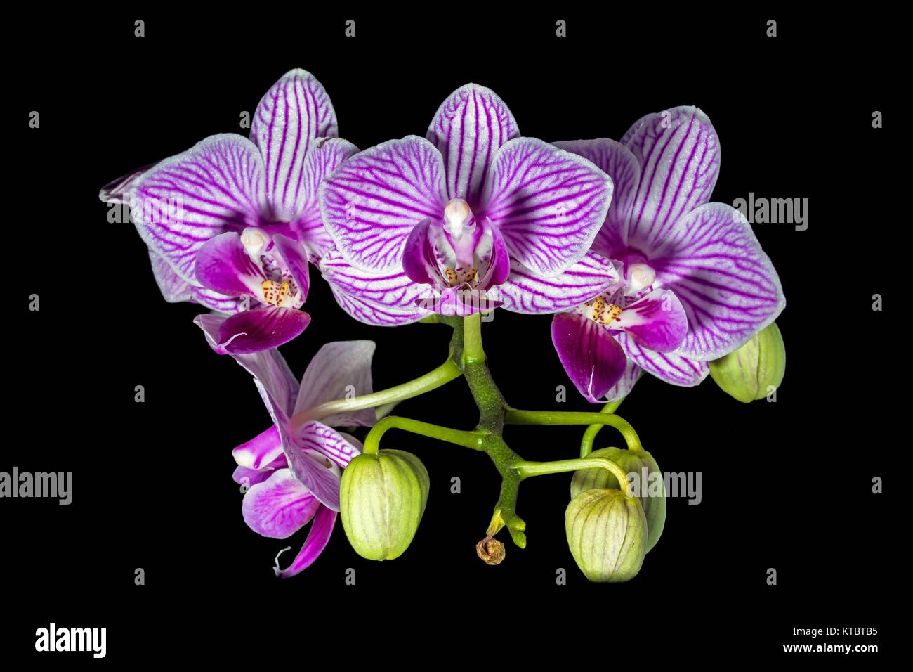 Phalaenopsis Orchidee mit Blumen auf schwarzem Hintergrund Stockfoto